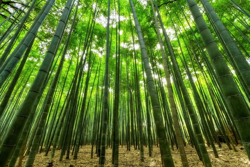 Bamboo Case
